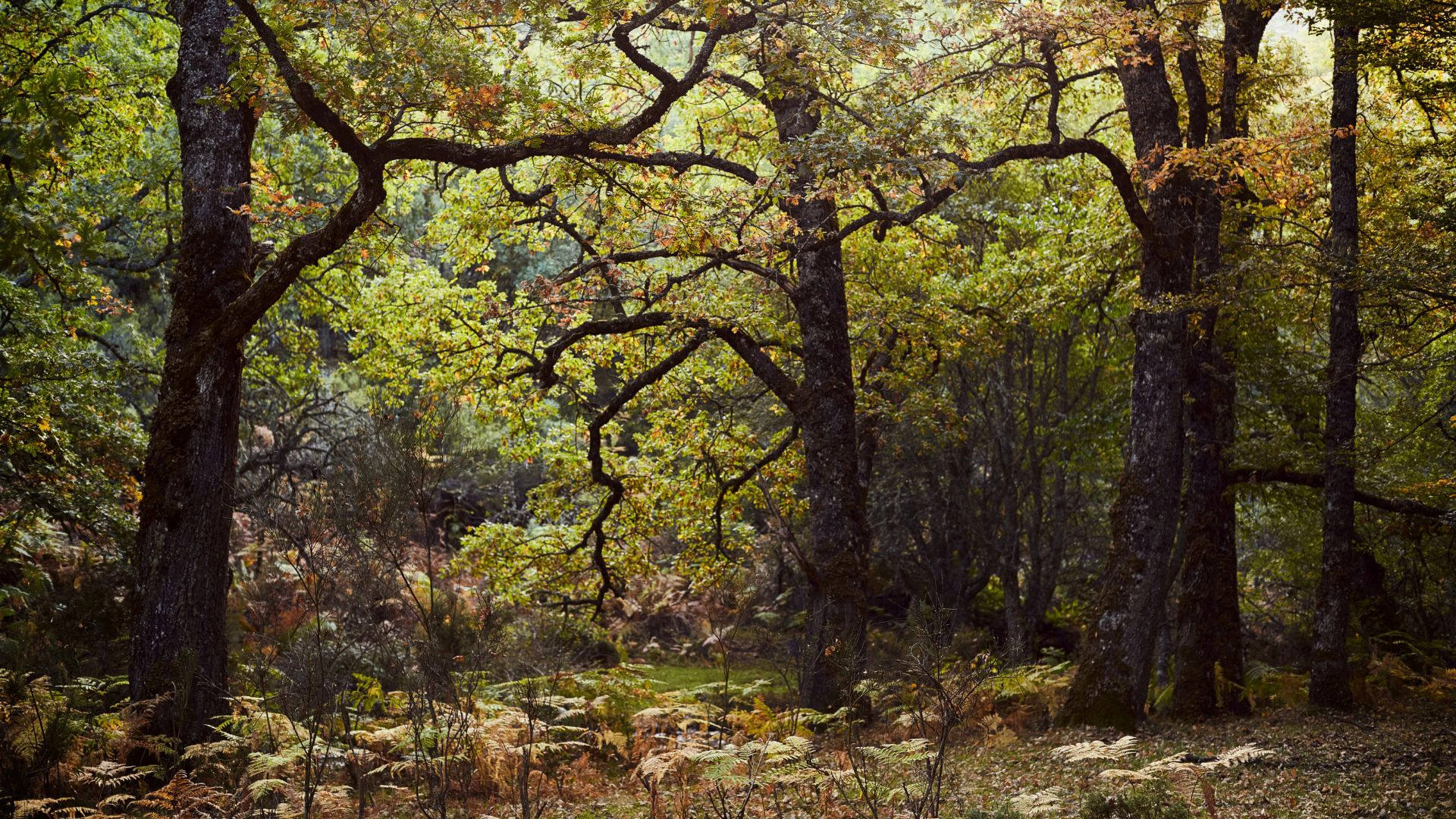 Paisaje del Hayedo de Montejo en la Sierra Norte de Madrid