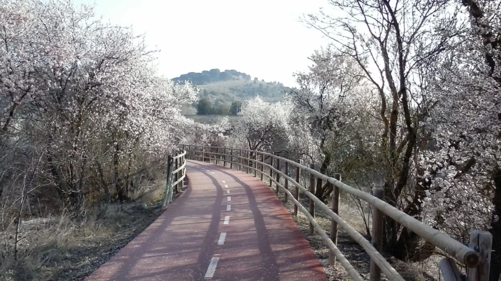 Paisaje de la Vía Verde del Tajuña flanqueada por almendros en flor.