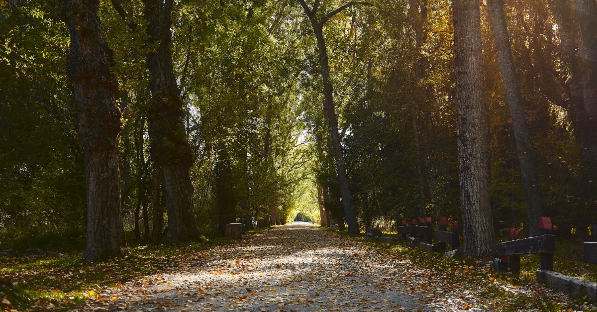 Imagen del Bosque Carpetania en la Sierra Norte de Madrid