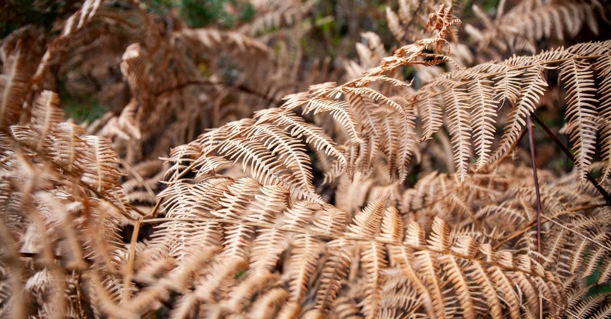 Experiencias durante todo el año en la Sierra de Guadarrama con MadRural