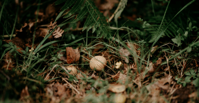 Micología en la Sierra de Guadarrama