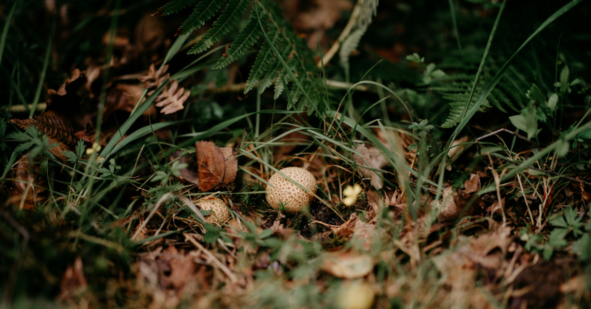 Micología en la Sierra de Guadarrama