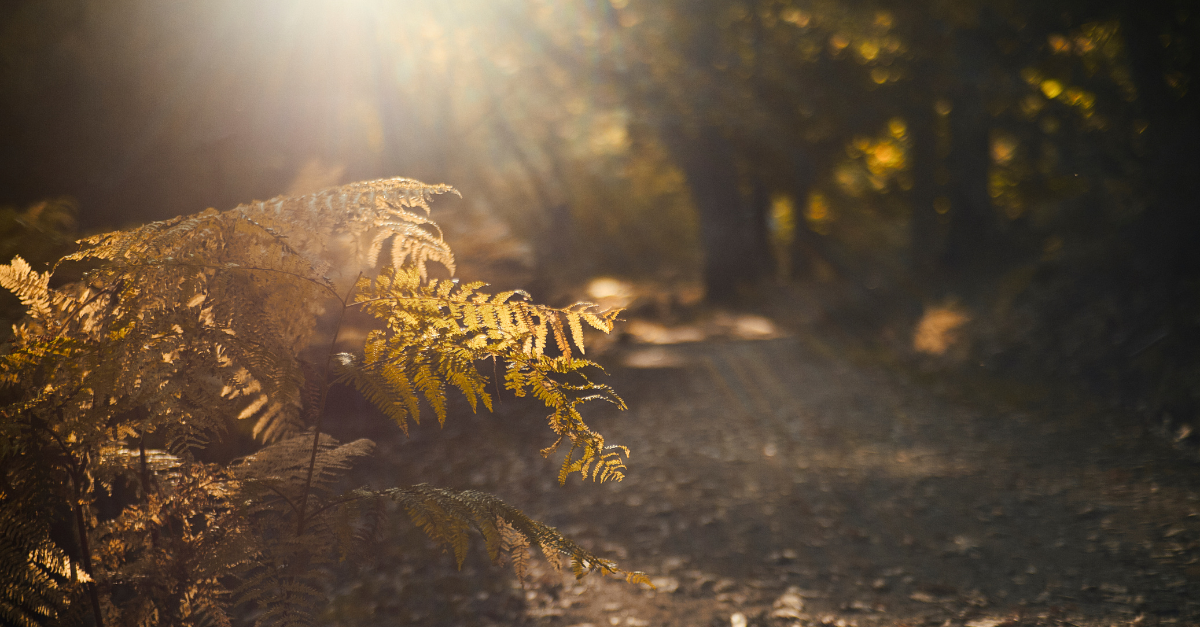 Tendencias en turismo rural en la Comunidad de Madrid con MadRural